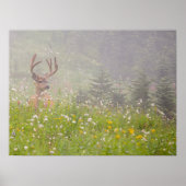 Deer Buck | Mount Rainier National Park ポスター (正面)