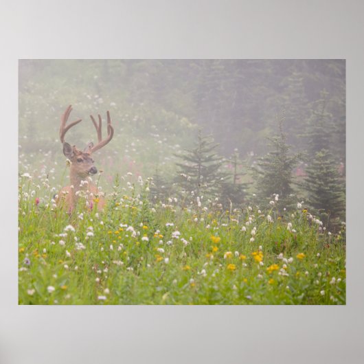Deer Buck | Mount Rainier National Park ポスター (正面)