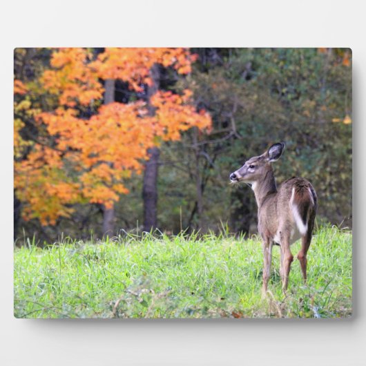Deer in an Autumn Field フォトプラーク (正面)