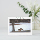 Deer in Snow Photoはがき ポストカード (スタンド正面)