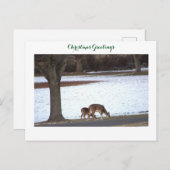 Deer in Snow Photoはがき ポストカード (正面/裏面)