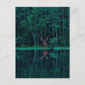 Deer in the Forest Postcard ポストカード (正面)