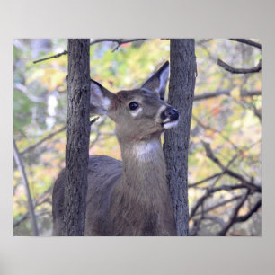 Deer In the Woods ポスター