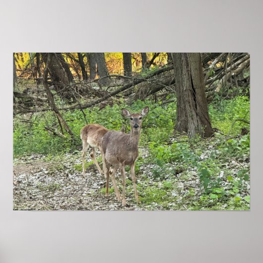 Deer in Woodsポスター ポスター (正面)