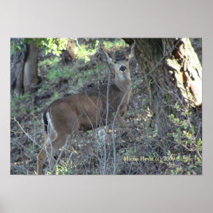Deer in Woods – フレームを選択 ポスター