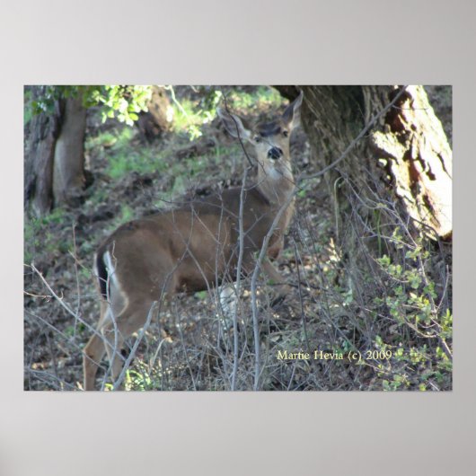 Deer in Woods – フレームを選択 ポスター (正面)