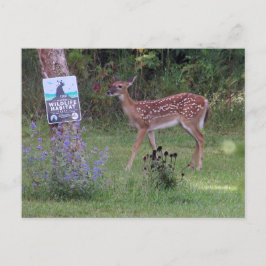 Deer Postcard ポストカード