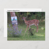Deer Postcard ポストカード (正面/裏面)