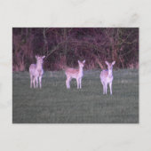 Deers ポストカード (正面)