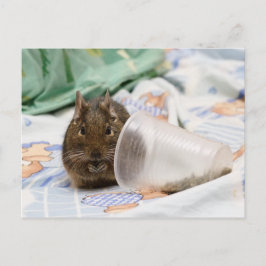 Degu Gnawing Her Food on the Bed ポストカード