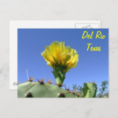 Delリオテキサス州の記念品の黄色いサボテンの花 ポストカード (正面/裏面)