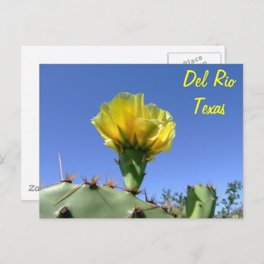 Delリオテキサス州の記念品の黄色いサボテンの花 ポストカード (正面/裏面)