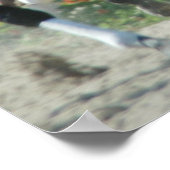 Del Mar競馬場のポスター ポスター (角)