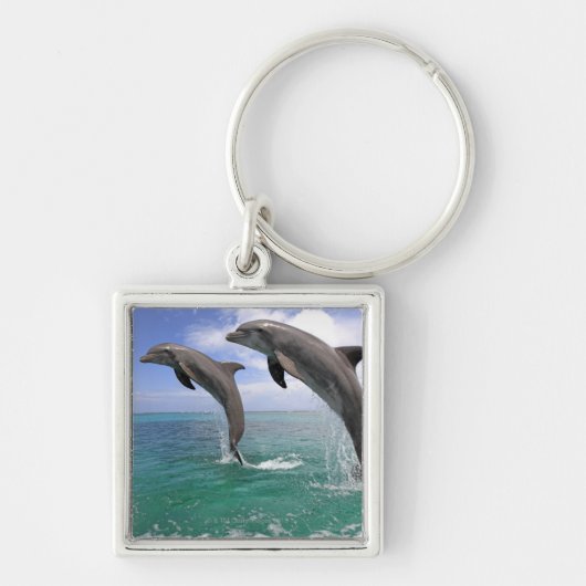 Delfin、Delphin、総体のTuemmlerのハンドウイルカ属4 キーホルダー (正面)