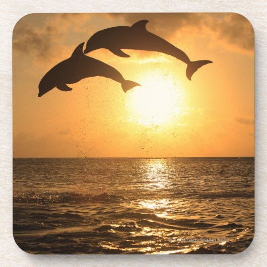 Delfin、Delphin、総体のTuemmlerのハンドウイルカ属 コースター (正面)