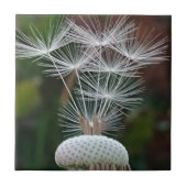 Delicate Dandelion Seeds タイル (正面)