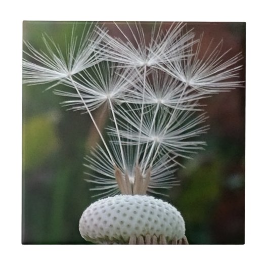 Delicate Dandelion Seeds タイル (正面)