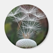 Delicate Dandelion Seeds  マグネット (正面)
