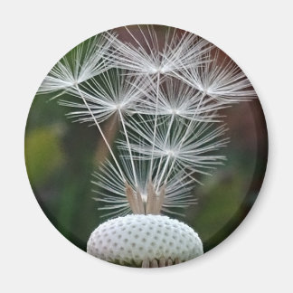 Delicate Dandelion Seeds マグネット