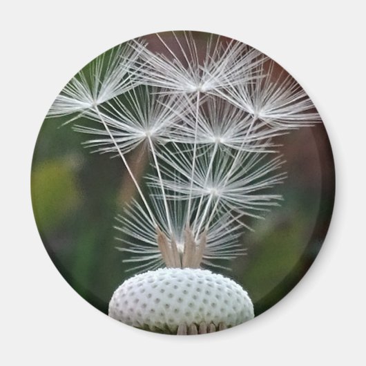 Delicate Dandelion Seeds  マグネット (正面)