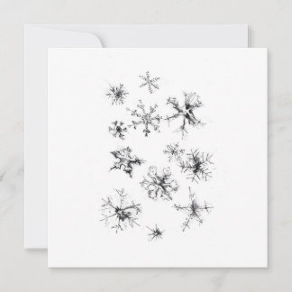 Delicate Falling Snowflakes