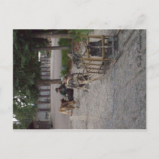 Denali、アラスカのそり犬のチーム ポストカード (正面)