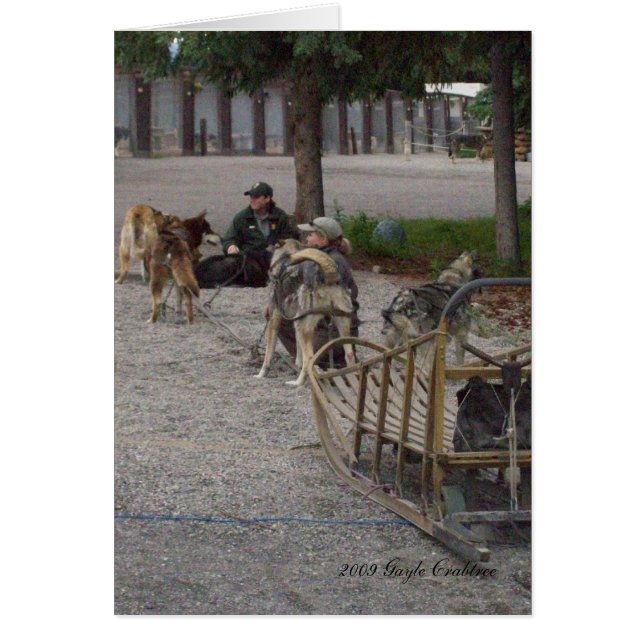 Denali、アラスカのそり犬 (正面)