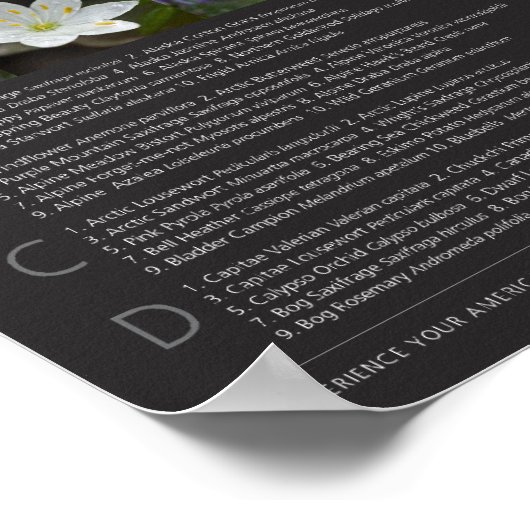 Denali Wildflower Poster ポスター (角)