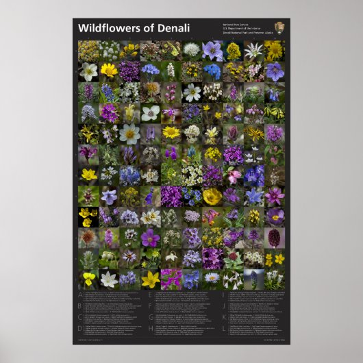 Denali Wildflower Poster ポスター (正面)