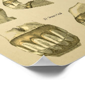 Dental Age of Horse Teeth ポスター (角)