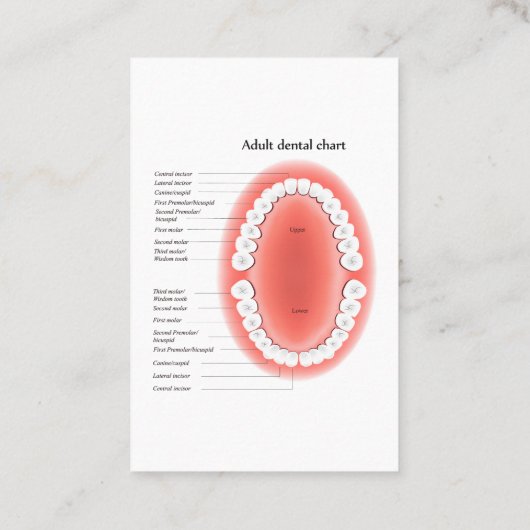 Dentist Appointment And Tooth Chart Busines 名刺 (裏面)