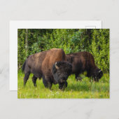 Der Amerikanische Bison am Alaska Highway ポストカード (正面/裏面)
