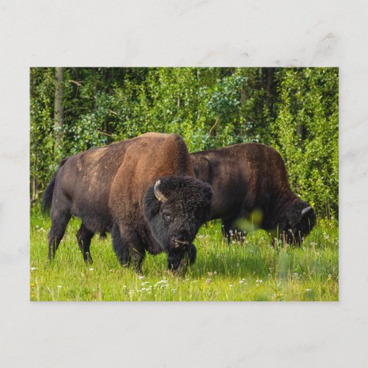 Der Amerikanische Bison am Alaska Highway ポストカード (正面)