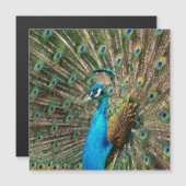 Der blaue Pfau (正面/裏面)