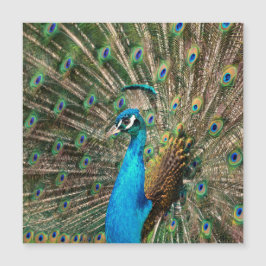 Der blaue Pfau