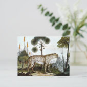 Der GepardまたはCheetah (1886) ポストカード (スタンド正面)