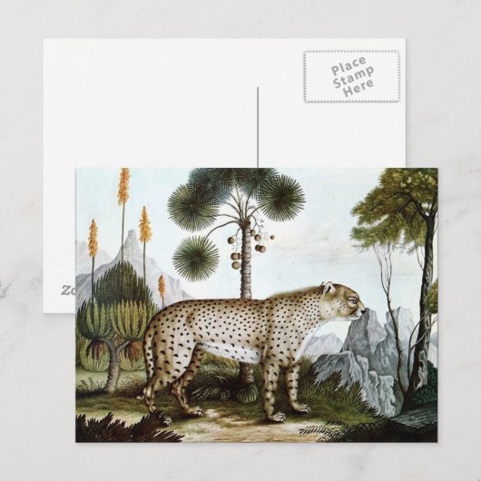 Der GepardまたはCheetah (1886) ポストカード (正面/裏面)