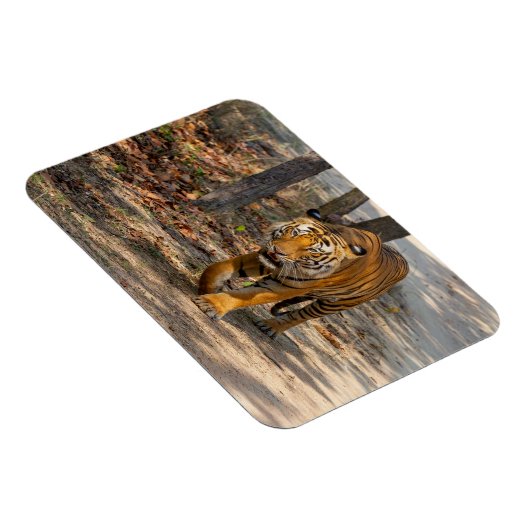 Der Indische Tiger  マグネット (右側)