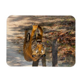 Der Indische Tiger  マグネット (横)