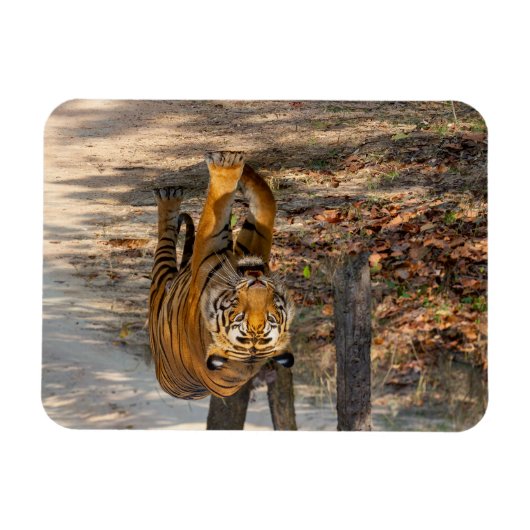 Der Indische Tiger  マグネット (横)