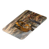 Der Indische Tiger  マグネット (左側)