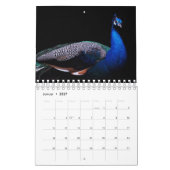 Der Pfau als Kalender カレンダー (1月 2027)