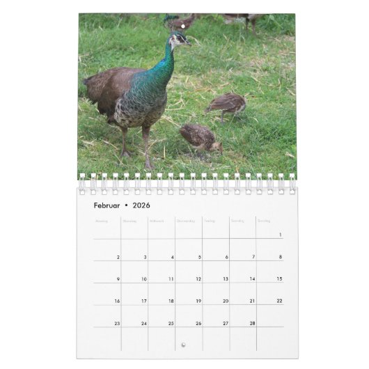 Der Pfau als Kalender カレンダー (2月 2026)