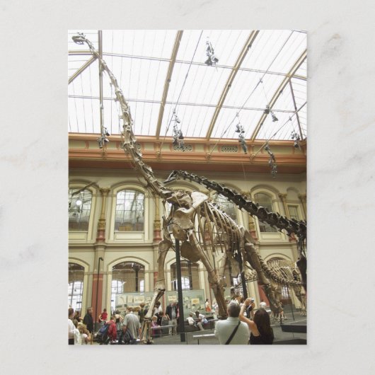 Description Museum f?r Naturkunde, Berlin: Skelett ポストカード (正面)