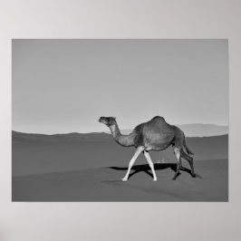 Desert Camel Walking Black and White ポスター