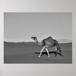 Desert Camel Walking Black and White ポスター