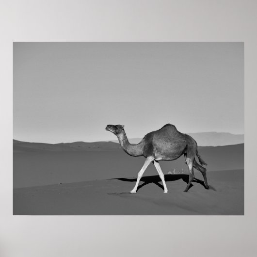 Desert Camel Walking Black and White ポスター (正面)