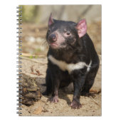 Desert Light – Tasmanian Devil ノートブック (正面)