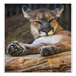 Desert Monarch: The Resting Cougar ポスター