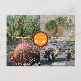 Desert Plants Postcard ポストカード